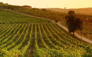 vineyards in montalcino