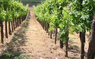 vineyards in tuscany