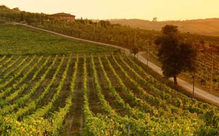 vigneto toscana